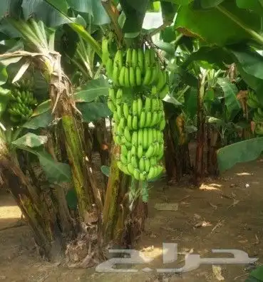 يوجد لدينا شتلات موز أمريكي درجة أولى مضمون 0