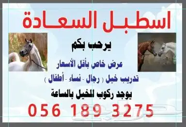 اسطبل السعاده تدريب خيل رجال و نساء 0