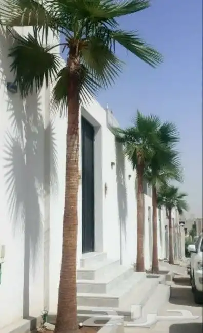 نخل واشنطني زينه 8