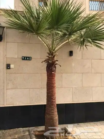 يوجد لدينا نخل واشنطن زينه جميع ألمقست متوفرة 5