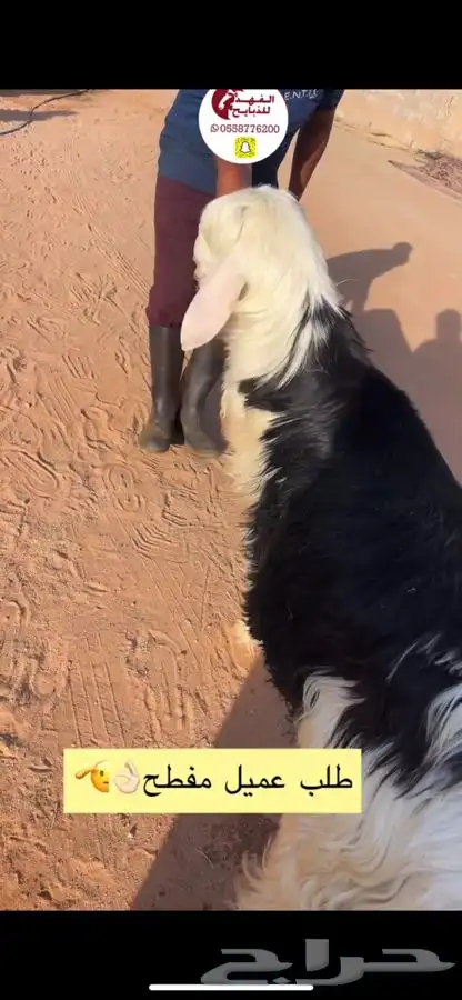ذبائح للبيع حايل 4