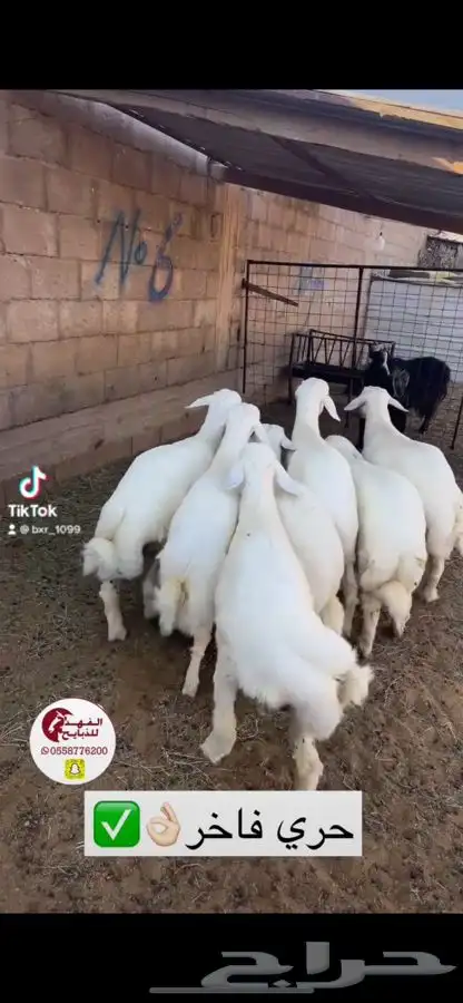 ذبائح للبيع حايل 6