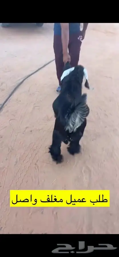 ذبائح للبيع حايل 2