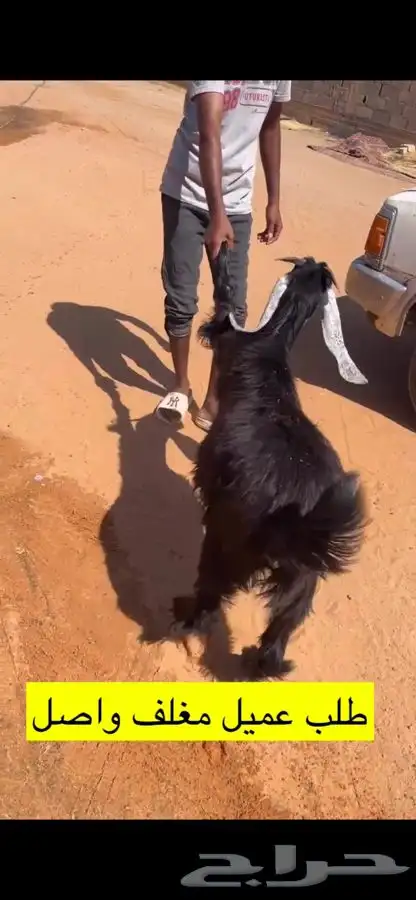 ذبائح للبيع حايل 5