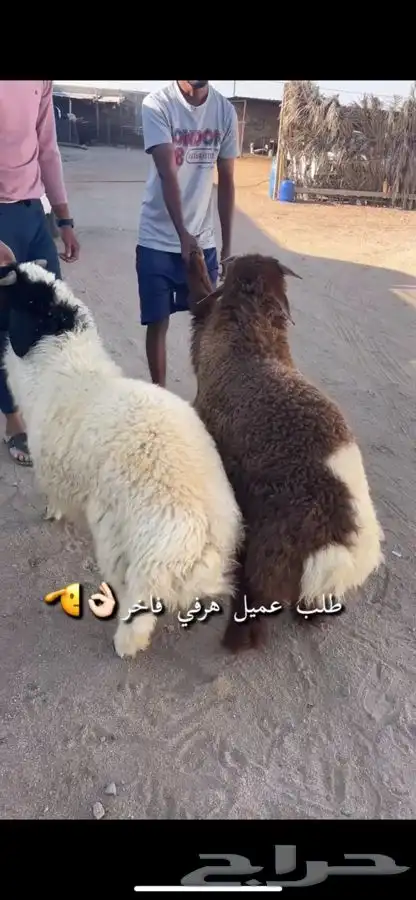 ذبائح للبيع حايل 3