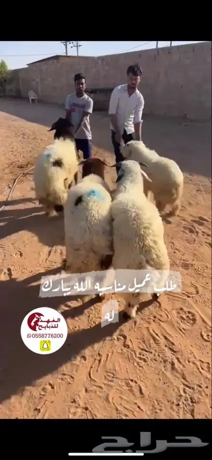 ذبائح للبيع حايل 1
