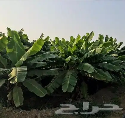 يوجد لدينا شتلات موز أمريكي درجة أولى مضمون 1