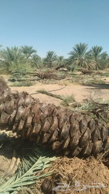 نخل عربي خلاص 2