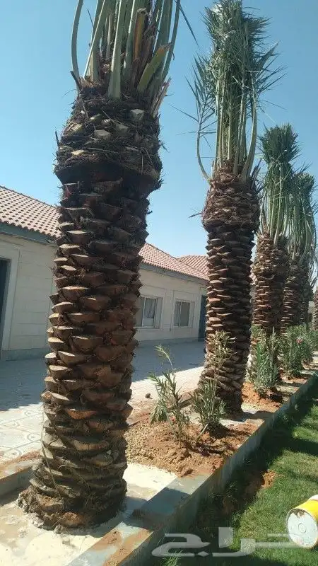 نخل عربي خلاص 6