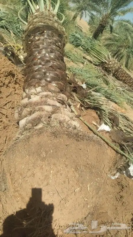 نخل عربي خلاص 3