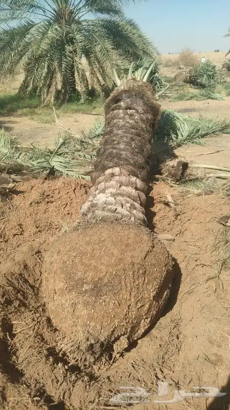 نخل عربي خلاص 0
