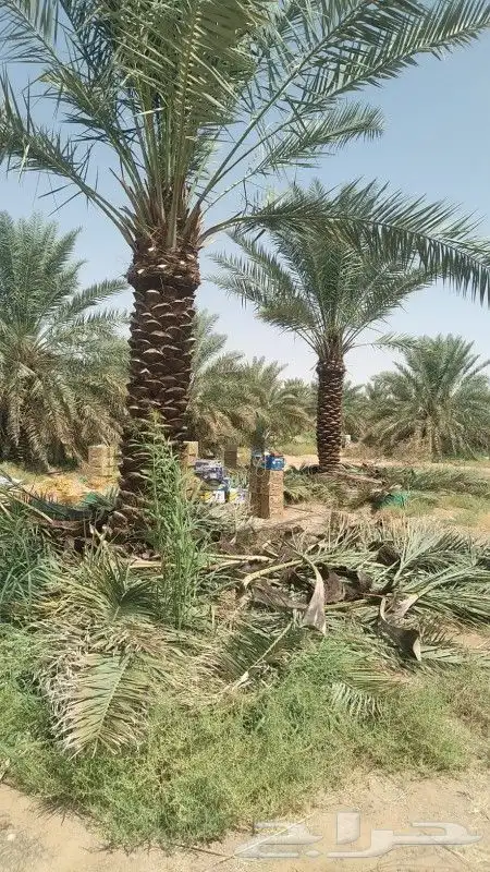 نخل عربي خلاص 1
