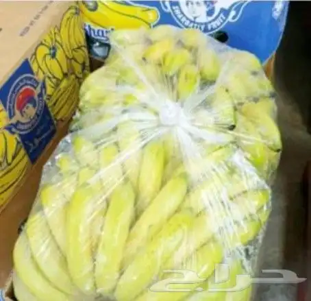 يوجد لدينا شتلات موز أمريكي درجة أولى مضمون 4