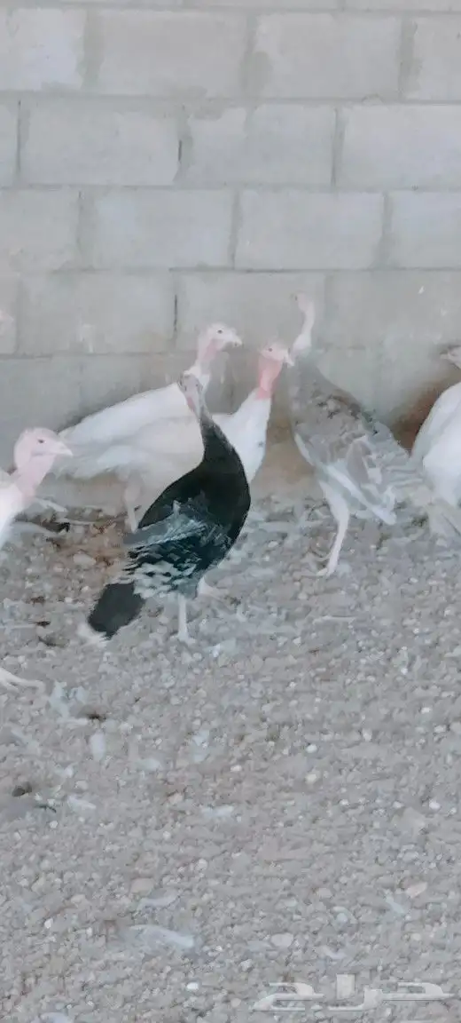 موجود رومي 0