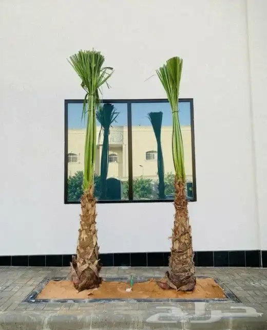 نخل واشنطني زينه 6