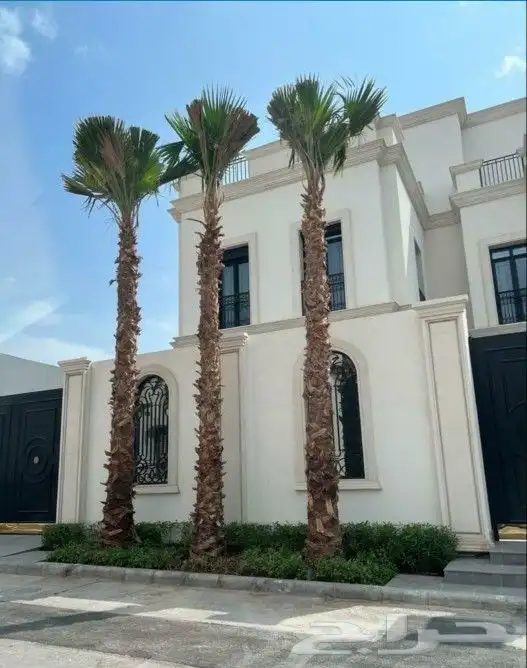 نخل واشنطني زينه 5