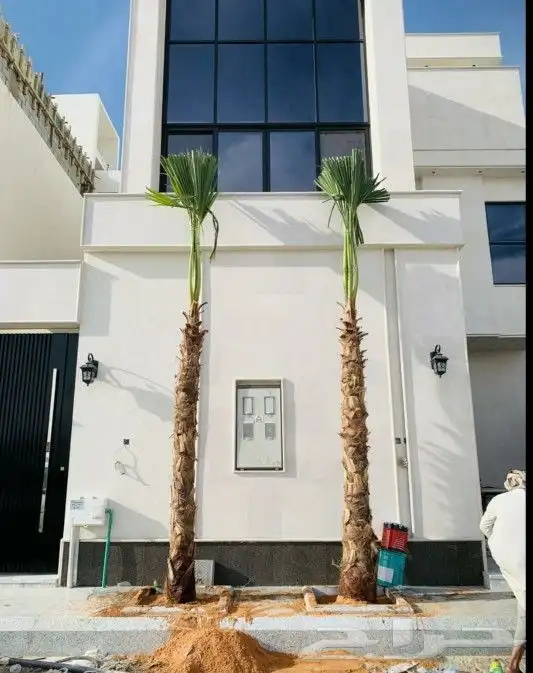 نخل واشنطني زينه 4