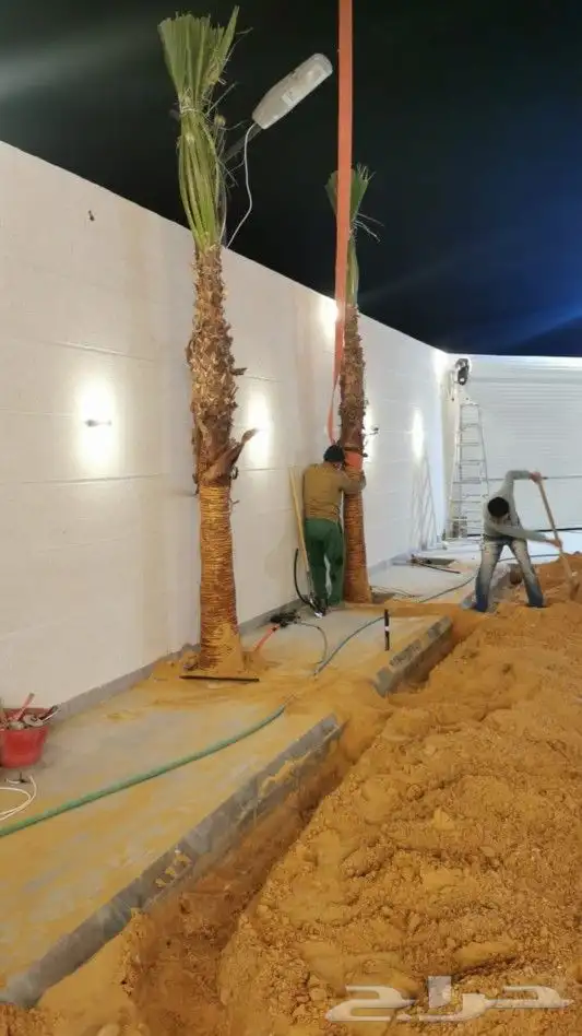 نخل واشنطني زينه 15