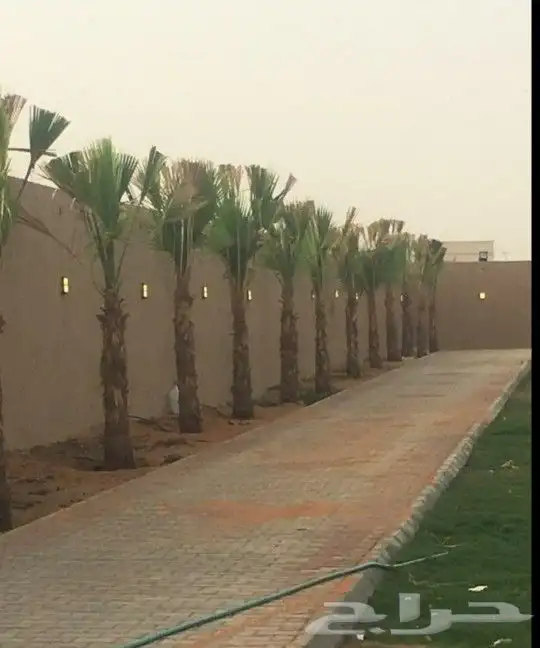 نخل واشنطني زينه 2