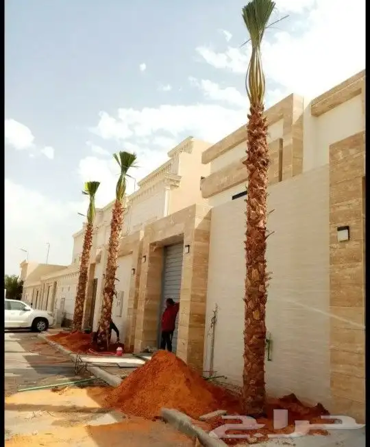 نخل واشنطني زينه 3