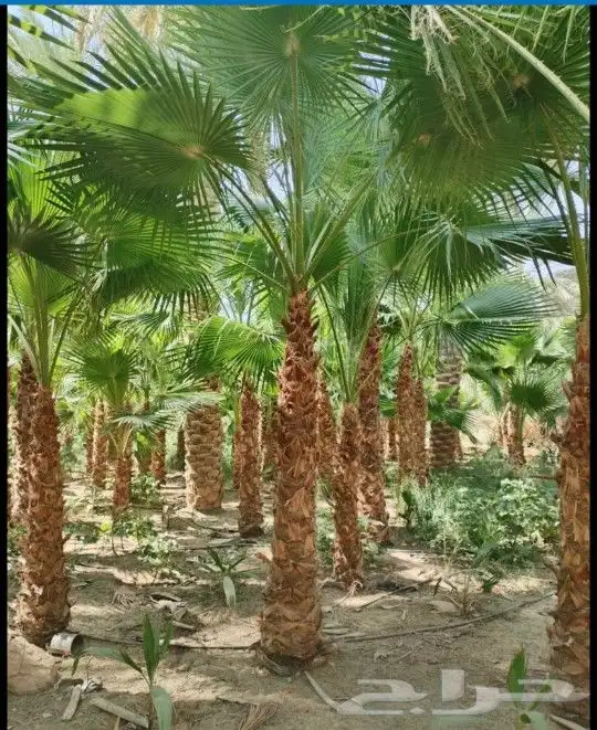 نخل واشنطني زينه 7