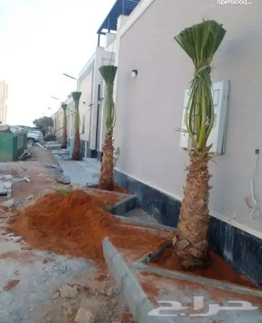 نخل واشنطني زينه 18