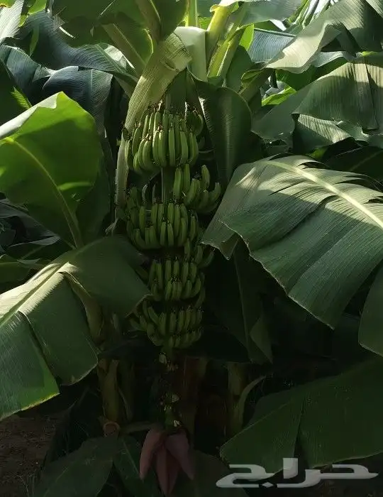 يوجد لدينا شتلات موز أمريكي درجة أولى مضمون 2