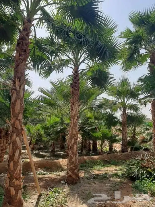 نخل واشنطني زينه 12