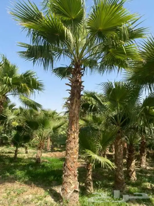 نخل واشنطني زينه 9