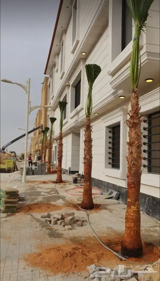 نخل واشنطني زينه 13