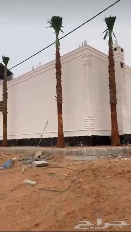 نخل واشنطني زينه 17