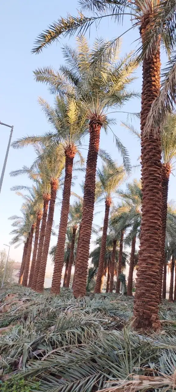 نخيل وسدر وزيتون وشجار زينه 30