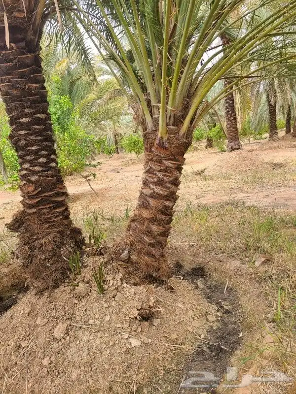 تكريب نخيل 3