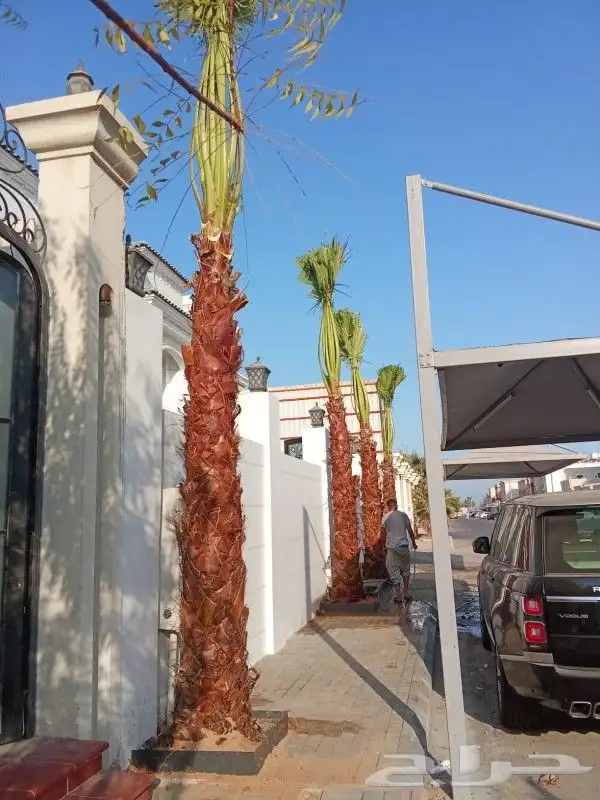 زراعه نخيل واشنطنيا والعشب الطبيعي 1