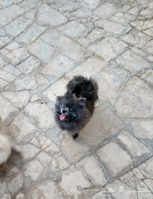 كلاب بومرينيان Pomeranian اناثي للبيع 2