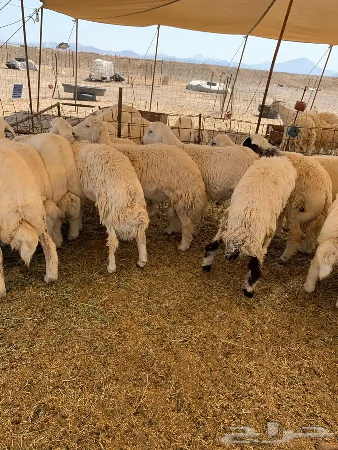 ذبايح حري ذبائح مناسبات طليان ثلاجه يوجد توصيل 2