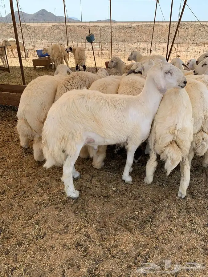 ذبايح حري ذبائح مناسبات طليان ثلاجه يوجد توصيل 0