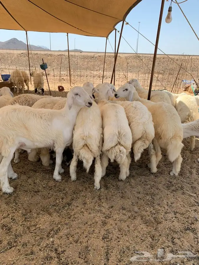 ذبايح حري ذبائح مناسبات طليان ثلاجه يوجد توصيل 3