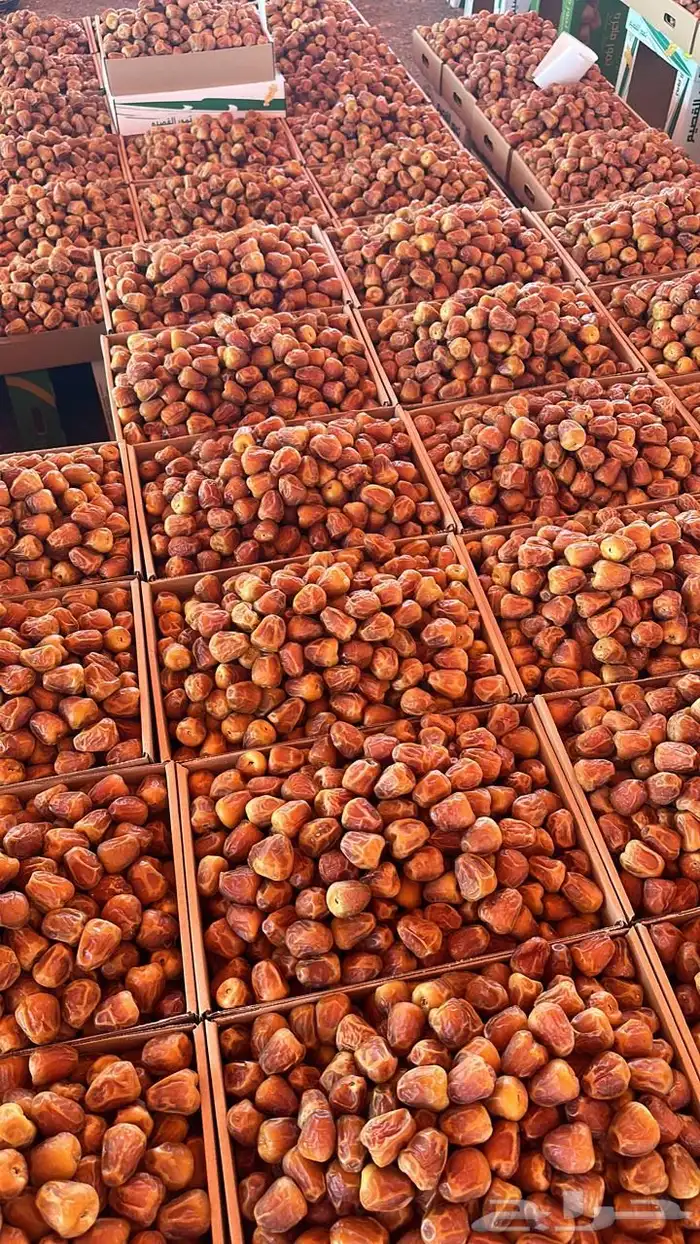تمور المدينه 0