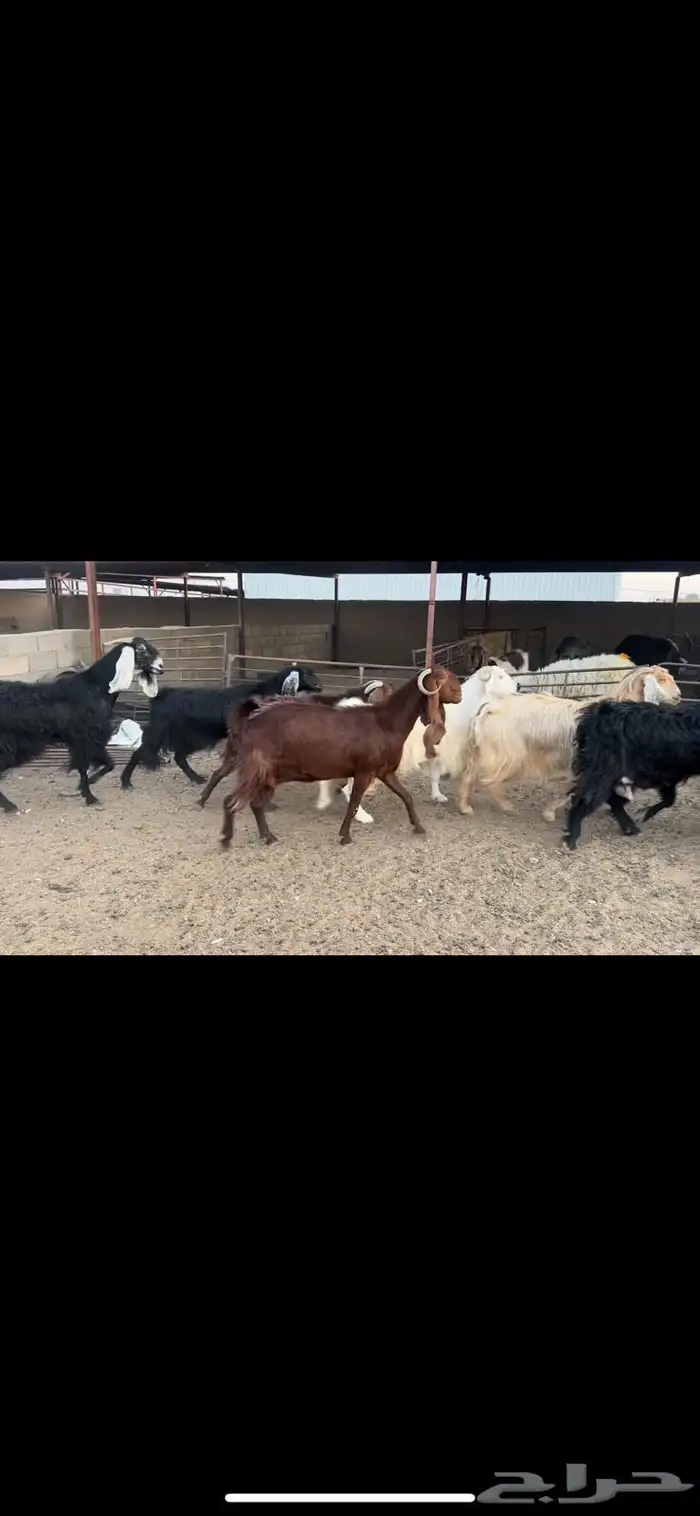 معزا دفيع 3