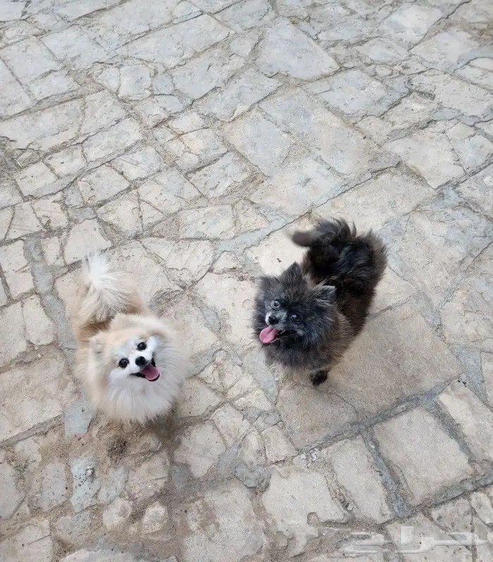 كلاب بومرينيان Pomeranian اناثي للبيع 1