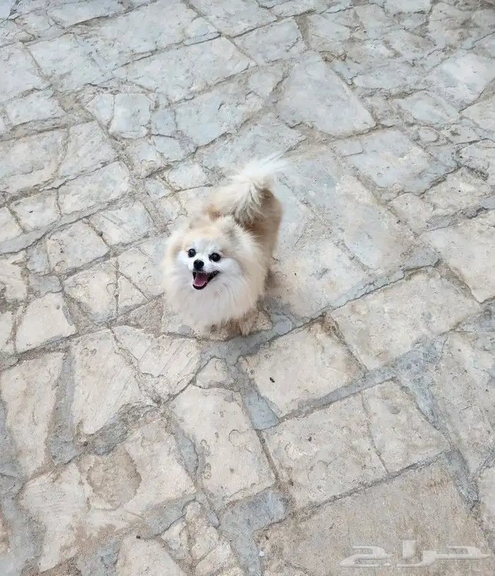 كلاب بومرينيان Pomeranian اناثي للبيع 4