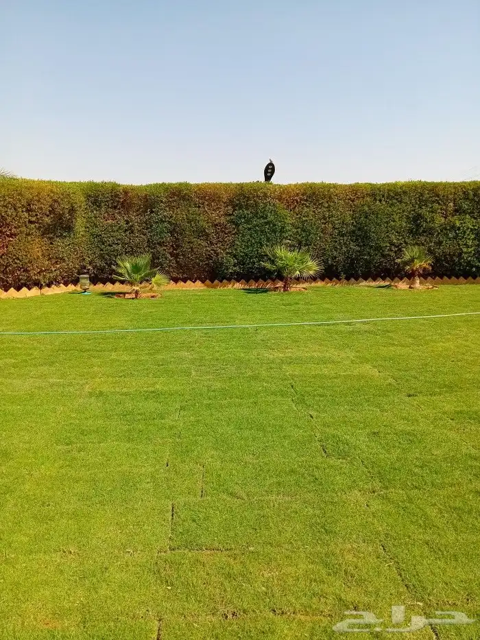 ثيل طبيعي سي 2000 فرنسي 1