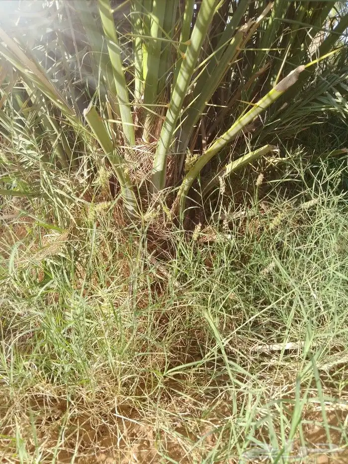 نخل للبيع مع توصيل إلى جميع مناطق المملكة 0