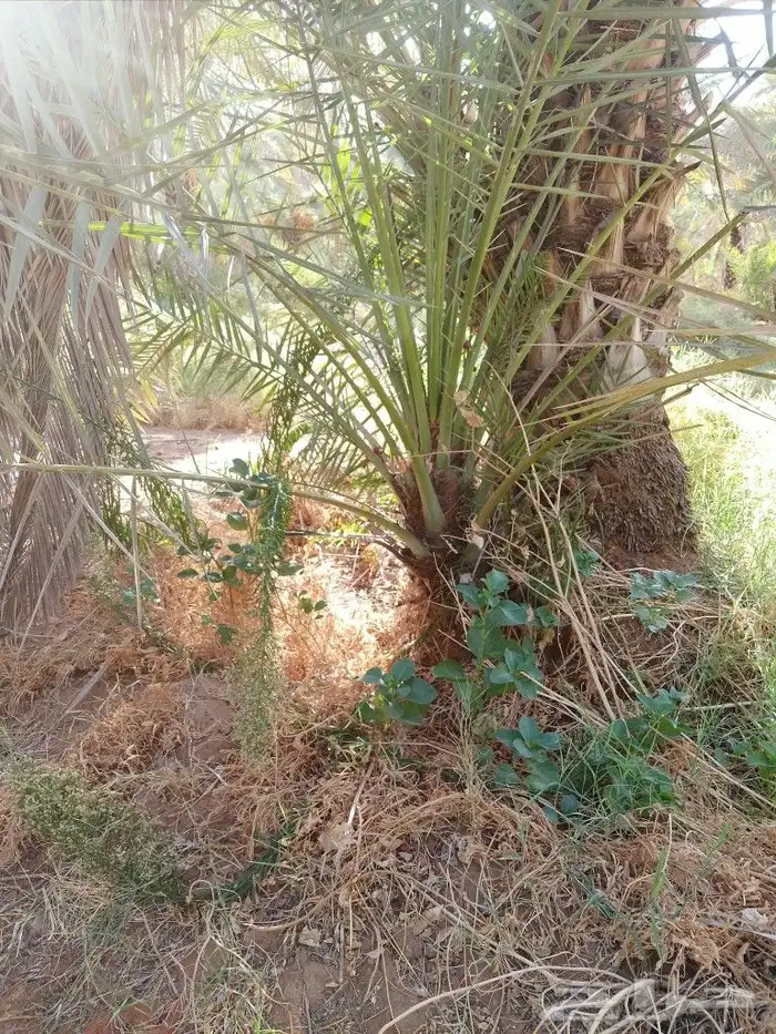 نخل للبيع مع توصيل إلى جميع مناطق المملكة 4