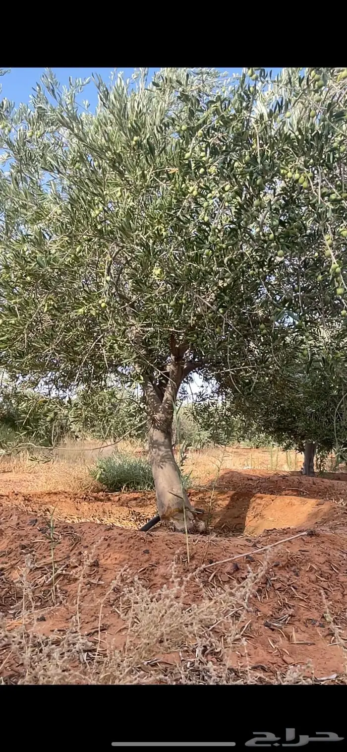 أشجار زيتون الجوف مثمرة 5