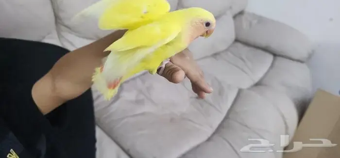 طائر روز اليف جدا 0