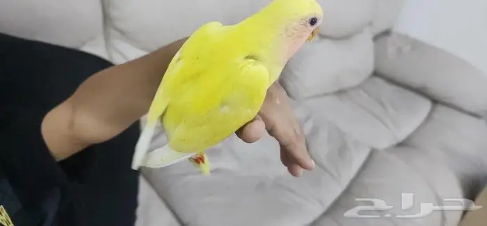 طائر روز اليف جدا 1