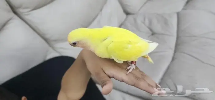 طائر روز اليف جدا 2