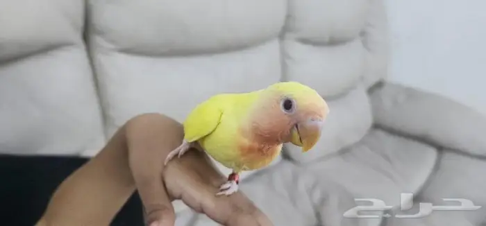 طائر روز اليف جدا 3